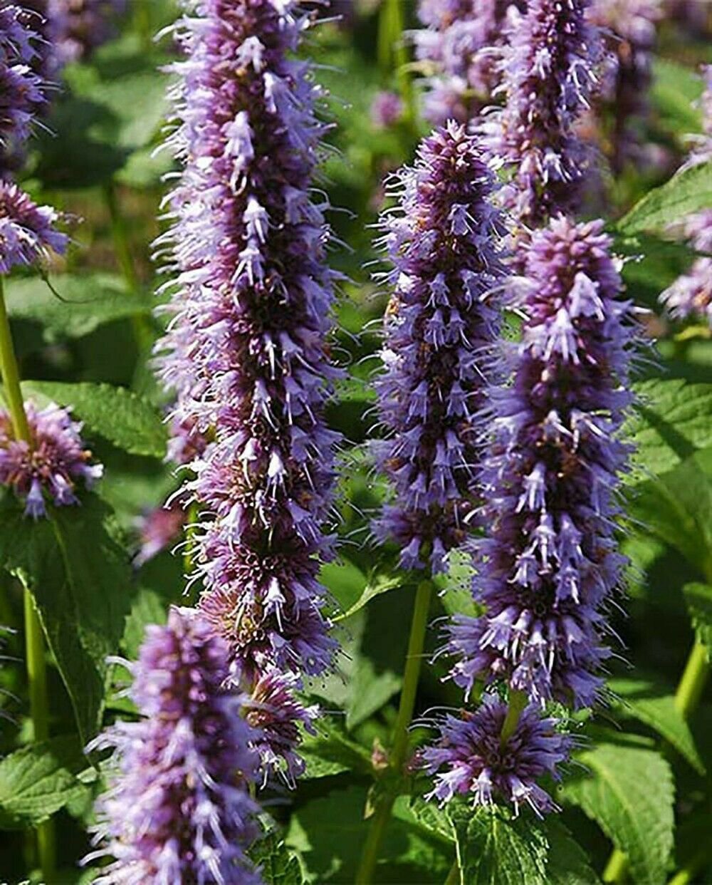 Anises Beelicious Hummingbirds Hyssops Purple Mints Garden Live Plant Gallon Pot