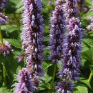 Anises Beelicious Hummingbirds Hyssops Purple Mints Garden Live Plant Gallon Pot
