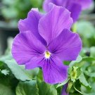 Viola Purple Marsh Shower Perennial Violet Shade Lover Out Live Plant Gallon Pot