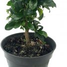 Bonsai Carmona Microphylla Fukien Tea Tree 6" Pot Live Plant Indoor Houseplant