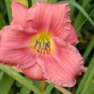 Hemerocallis Returns Rosys Daylilys Reblooming Easy Garden Live Plant Gallon Pot
