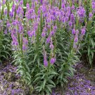 Speedwell Leias Veronica Purple Flowers Indoors & Outdoors Live Plant Gallon Pot