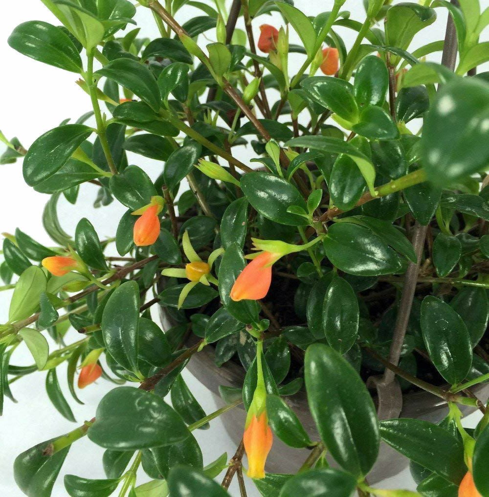 Goldfish Plant Hanging Basket 6" Pot Blooms Frequently Flower Garden