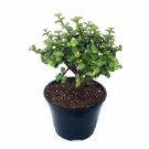 Portulacaria Afra Spekboom Jade Mini Easy To Grow House Live Plant Bonsai 6" Pot