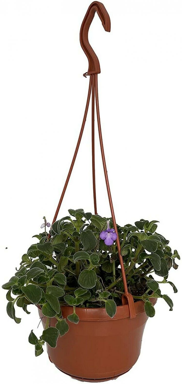 Streptocarpella Boysenberry Capes Primrose In & Out Live Plant 6" Hanging Basket