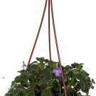 Streptocarpella Boysenberry Capes Primrose In & Out Live Plant 6" Hanging Basket