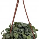 Peperomia Caperata Toscani Collector's Series House Live Plant 6" Hanging Basket