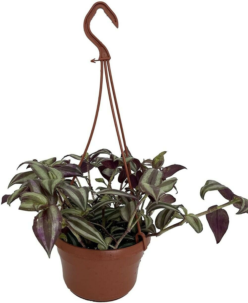 Tradescantia Sterling Purple Silver Easy Grow House Live Plant 6" Hanging Basket