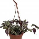Tradescantia Sterling Purple Silver Easy Grow House Live Plant 6" Hanging Basket