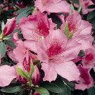 Formosa Azalea Tropical Rhododendron Lavender Flowers In & Out Live Plant 4" Pot