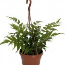 Falcatum Rochfordianum Fern Holy Cyrtomium In & Out Live Plant 6" Hanging Basket