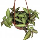 Daveauana Vine Rainbow Pellionia Easy To Grow House Live Plant 6" Hanging Basket