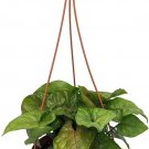 Syngonium Allusion Bright Arrowhead Nepthytis House Live Plant 6" Hanging Basket