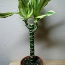 Dracaena Creme & Green Corn Live Plant 6" Pot Easy to Grow Houseplant Indoor