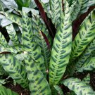 Calathea lancifolia Rattlesnake Live Plant Easy Houseplant Indoor 6" Pot