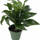 Dracaena Fragrans Dragon Twister Tree Easy To Grow Live House Plant - 6" Pot