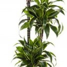 Dracaena Tree Like Dragons Pleomeles Dorado Easy To Grow House Live Plant 6" Pot