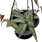 Begonia Amazonica Rex Cissu Easy Grow House Live Plant 4.5" Black Hanging Basket