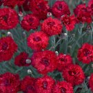 Dianthus Maraschino Punch excellent Proven Winners Garden Live Plant Gallon Pot
