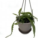 Epiphyllums Cactus Cereus Orchids Easy Grow House Live Plant 4.5" Hanging Basket