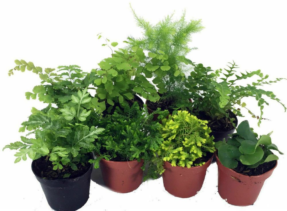 8 Terrariums/Fairy Garden Mini Ferns 8 Different Live Plants 2" Pots