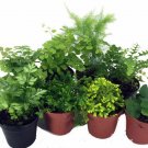 8 Terrariums/Fairy Garden Mini Ferns 8 Different Live Plants 2" Pots