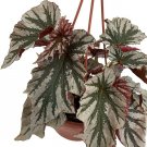 Begonia Glass Wings Looking Angels Great Easy House Live Plant 6" Hanging Basket