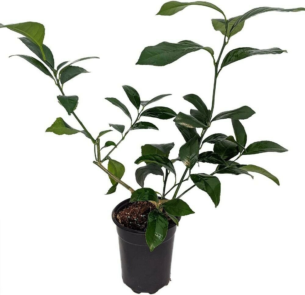 Tree Meyer Lemon Live Plant 5" Pot Outdoor Fruit No Shipping Tx,Fl,Az,Ca,La,Hi