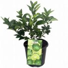 Persian Lime Tree Live Plant Fruit Bearing Size 6" Pot NO Ship TX,FL,AZ,CA,LA,HI