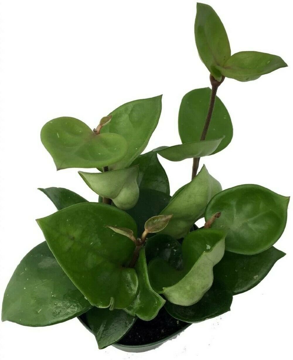 Hoya Green Wax Plant Indoor Great Live Houseplant 6" Pot