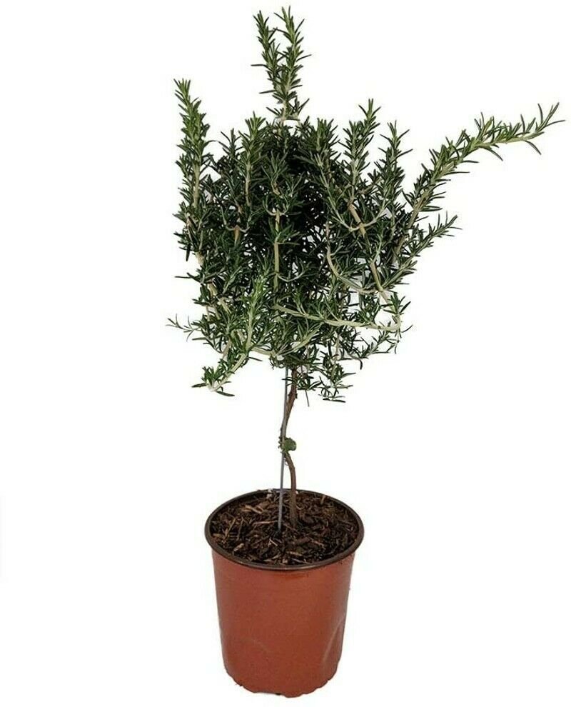 Rosmarinus Î�fficinalis Tree Rosemary Topiary In Or Outdoor Live Plant 6 1/2" Pot