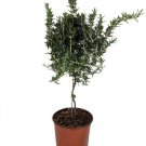 Rosmarinus Οfficinalis Tree Rosemary Topiary In Or Outdoor Live Plant 6 1/2" Pot