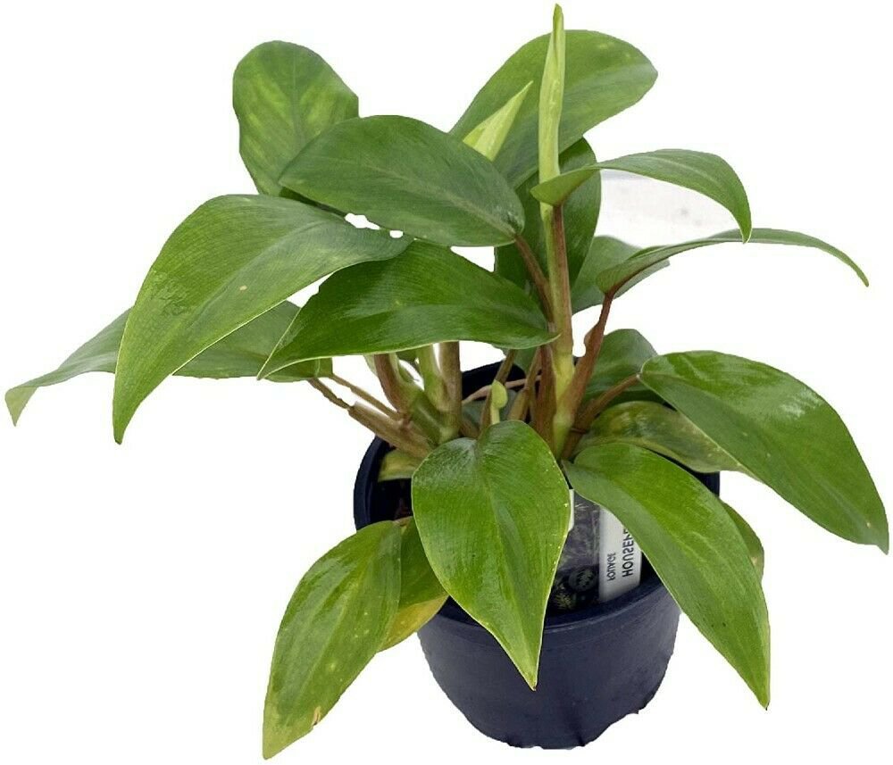 Eva Trendings Philodendron Great Easy To Grow Indoor & Outdoor Live Plant 6" Pot