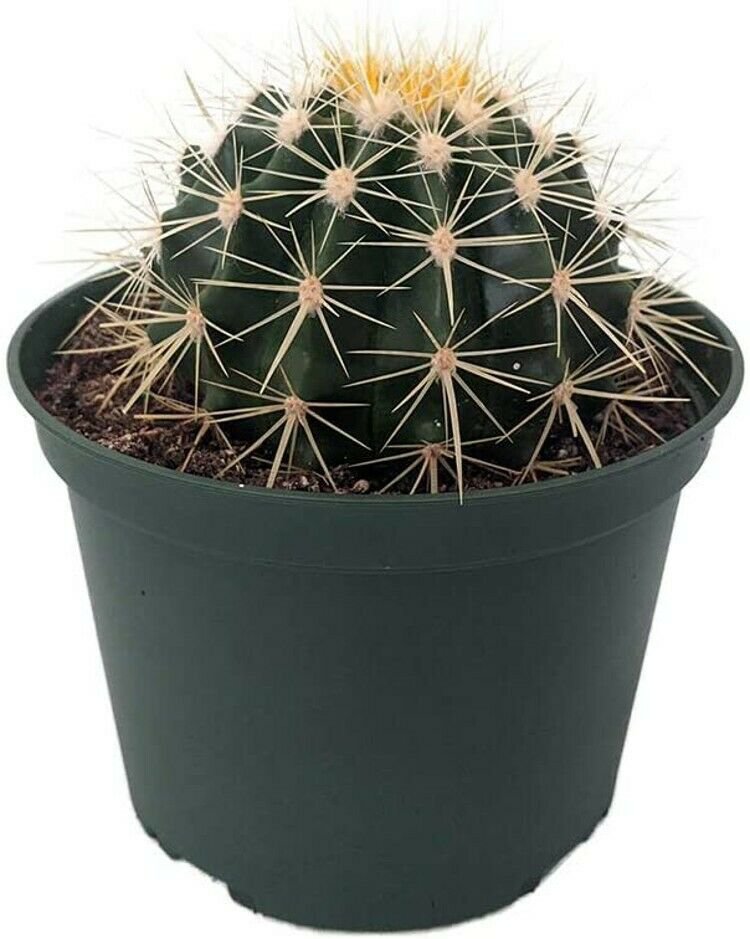 Grusonii Cactus Golden Echinocactus Barrel Excellent Indoors Live Plant 6" Pot
