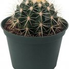 Grusonii Cactus Golden Echinocactus Barrel Excellent Indoors Live Plant 6" Pot