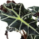 Polly African Shield Black Alocasia Amazon Easy Grow Indoors Live Plant 6" Pot Condition:--