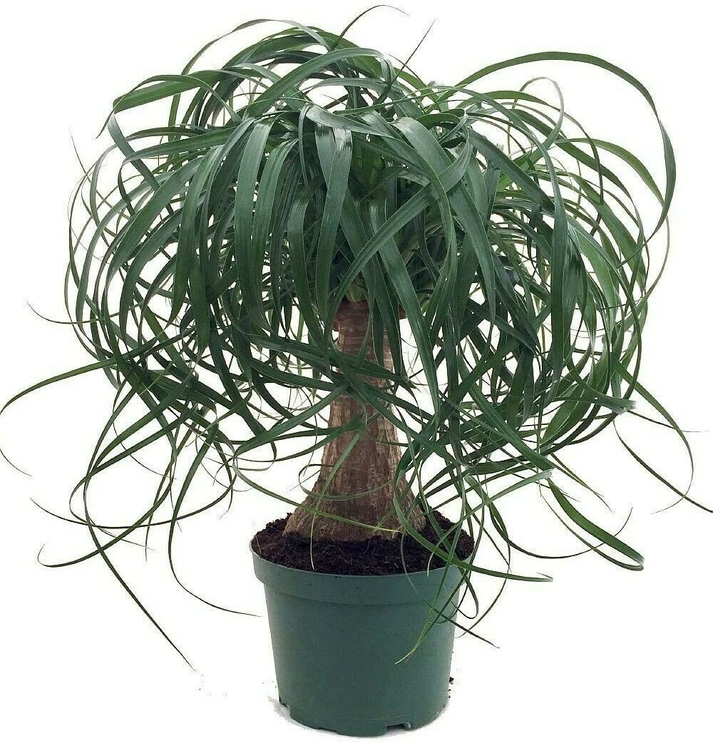 Beaucarnea Guatemalan Red Ponytail Palm 6" Pot Easy to Grow Live Plant Indoor