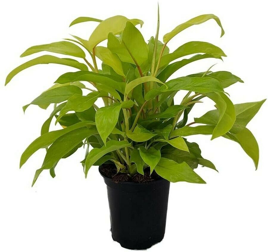 Lime Lemons Uprights Philodendron Lustrous Easy To Grow House Live Plant 6" Pot