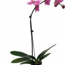 Phalaenopsis Elegance Orchid Moths Greenhouses Growers Indoors Live Plant 5" Pot