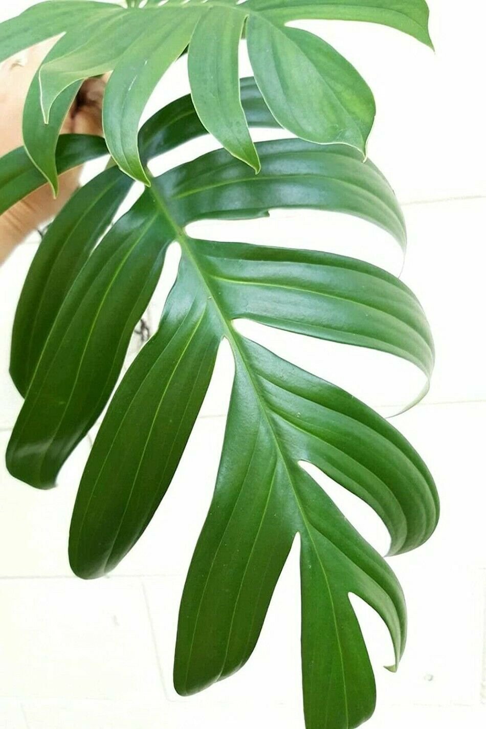 Decursiva Aroid Rhaphidorphora Dragon Tail In & Out Live Plant 6" Hanging Basket