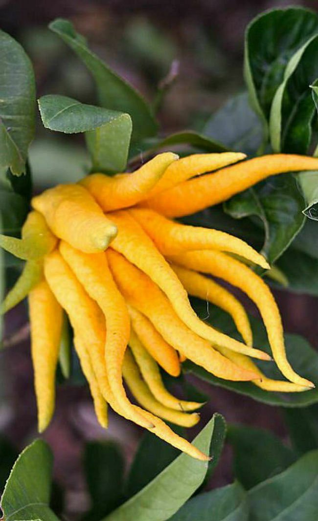 Buddha's Hand Citrus Tree Live Plant Indoors/Ou No Ship TX,FL,AZ,CA,LA,HI 5" Pot