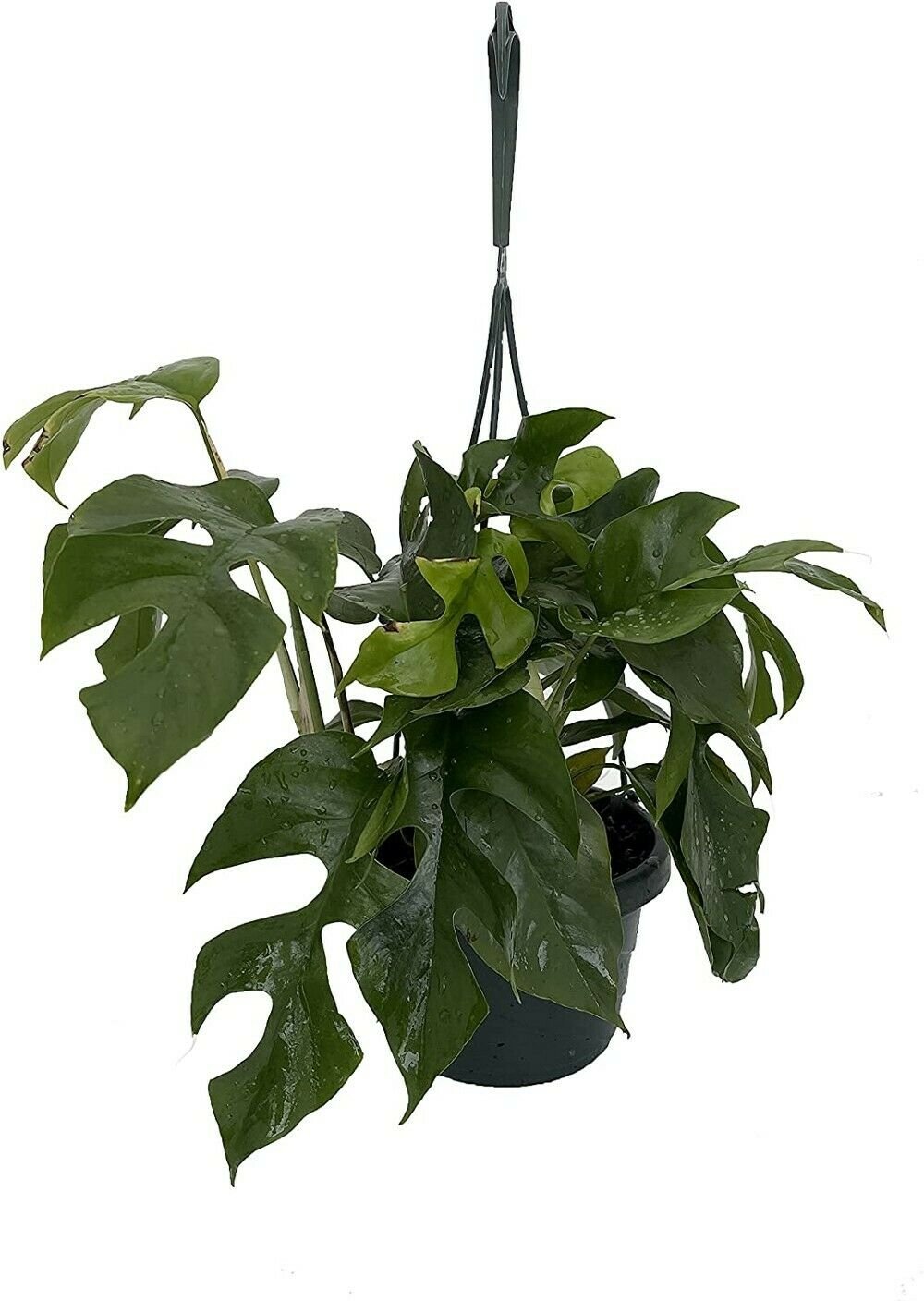 Tetrasperma Rares Ultra Ginny Philodendron In & Out Live Plant 6" Hanging Basket