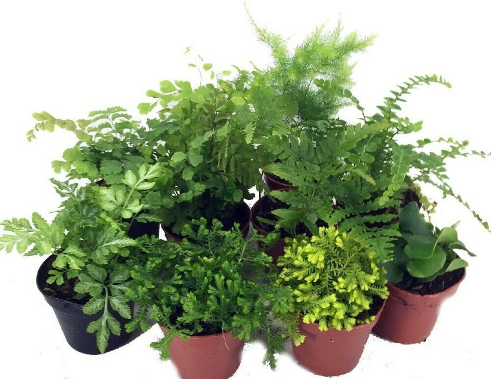 10 Plants Terrariums/Fairy Garden Mini Ferns 2" Pots Indoor Outdoor