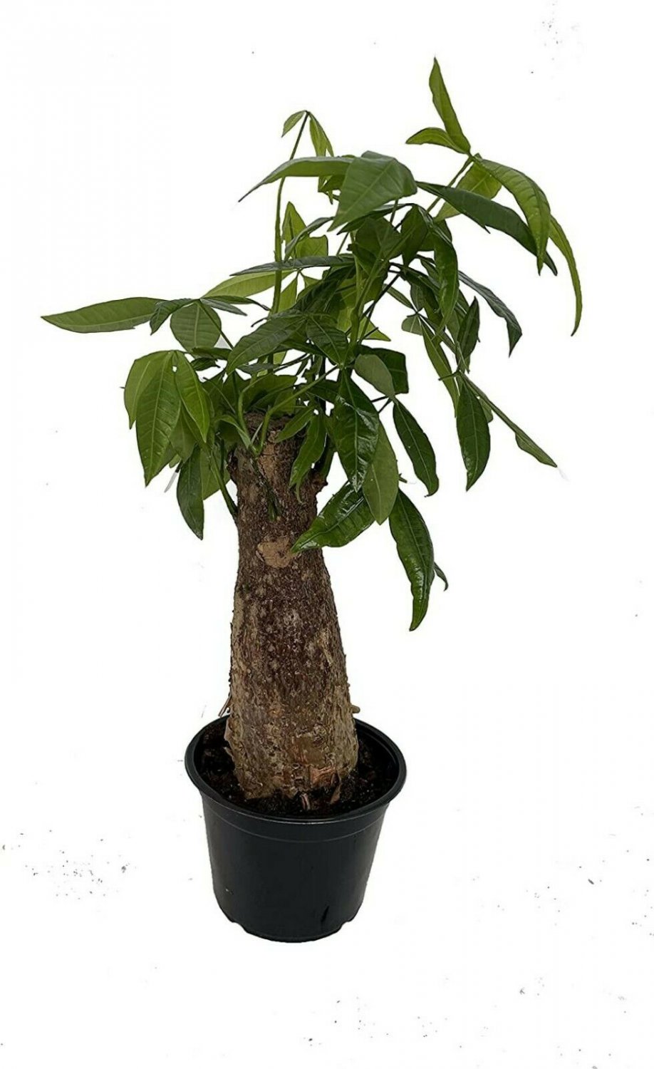 Aquatica Money Stumps Thicks Tree Pachira Easy To Grow Indoors Live Plant 6" Pot