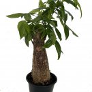 Aquatica Money Stumps Thicks Tree Pachira Easy To Grow Indoors Live Plant 6" Pot