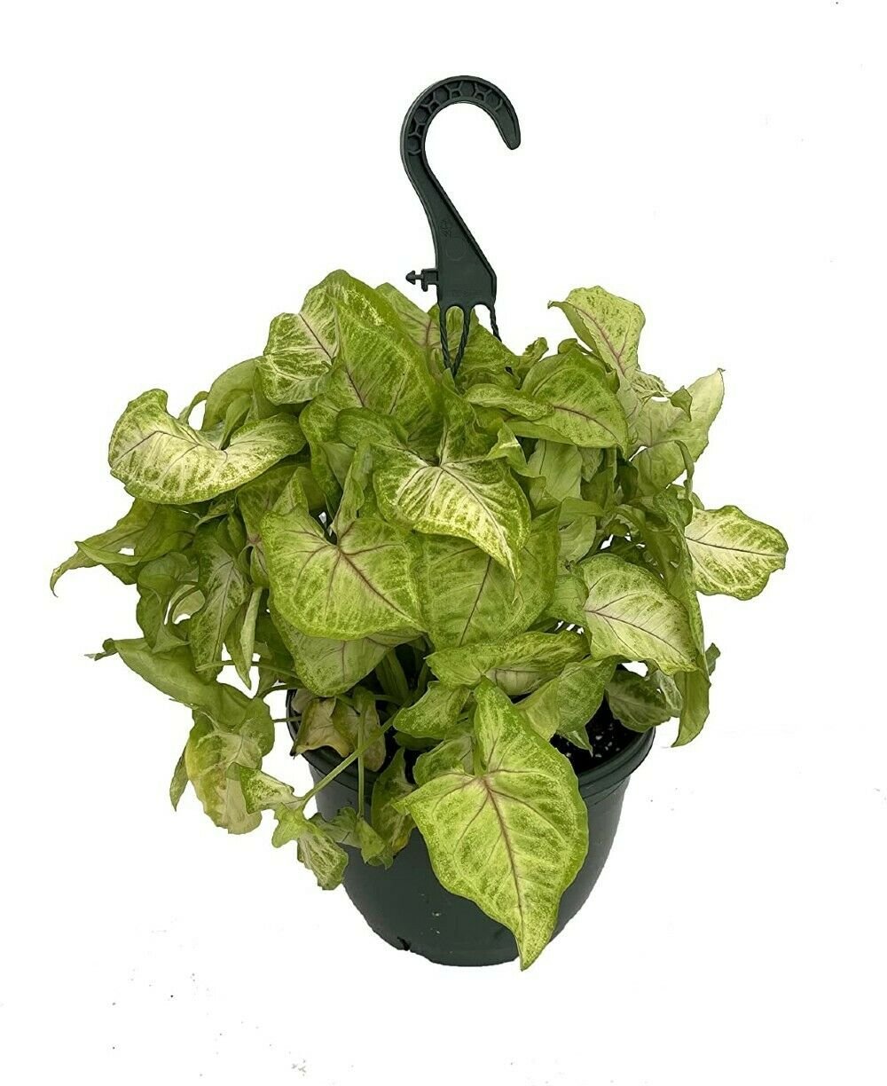 Nepthytis Arrowhead Berry Syngonium Allusion Indoor Live Plant 8" Hanging Basket