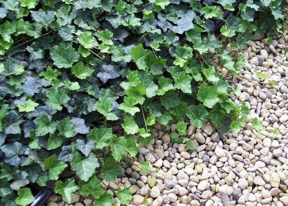 Ivy English Thorndale 48 Plants Hardy Groundcover Garden Live Plant 1 3/4" Pots