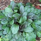 Ajuga Carpet Bugle Chocolate Chip Miniature Leaves Live 48 Plants 1 3/4" Pot