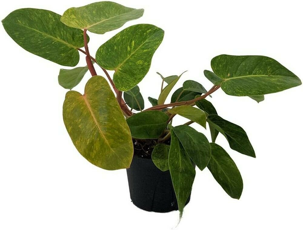 Philodendron Painted Lady Rare Easy Collector's Series Indoor Live Plant 6" Pot