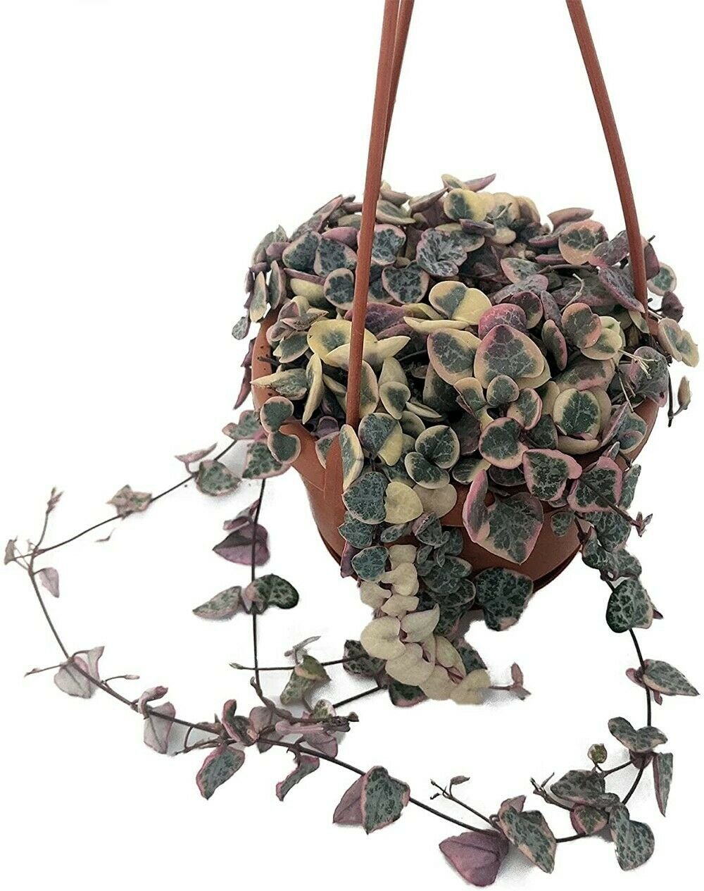 Woodii Moon Pearl Ceropegia Rosarys Vine String Of Hearts 4" Mini Hanging Basket